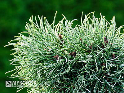 Pinus mugo subsp. uncinata Romulus (San Sebastian 706) – zbliżenie igły