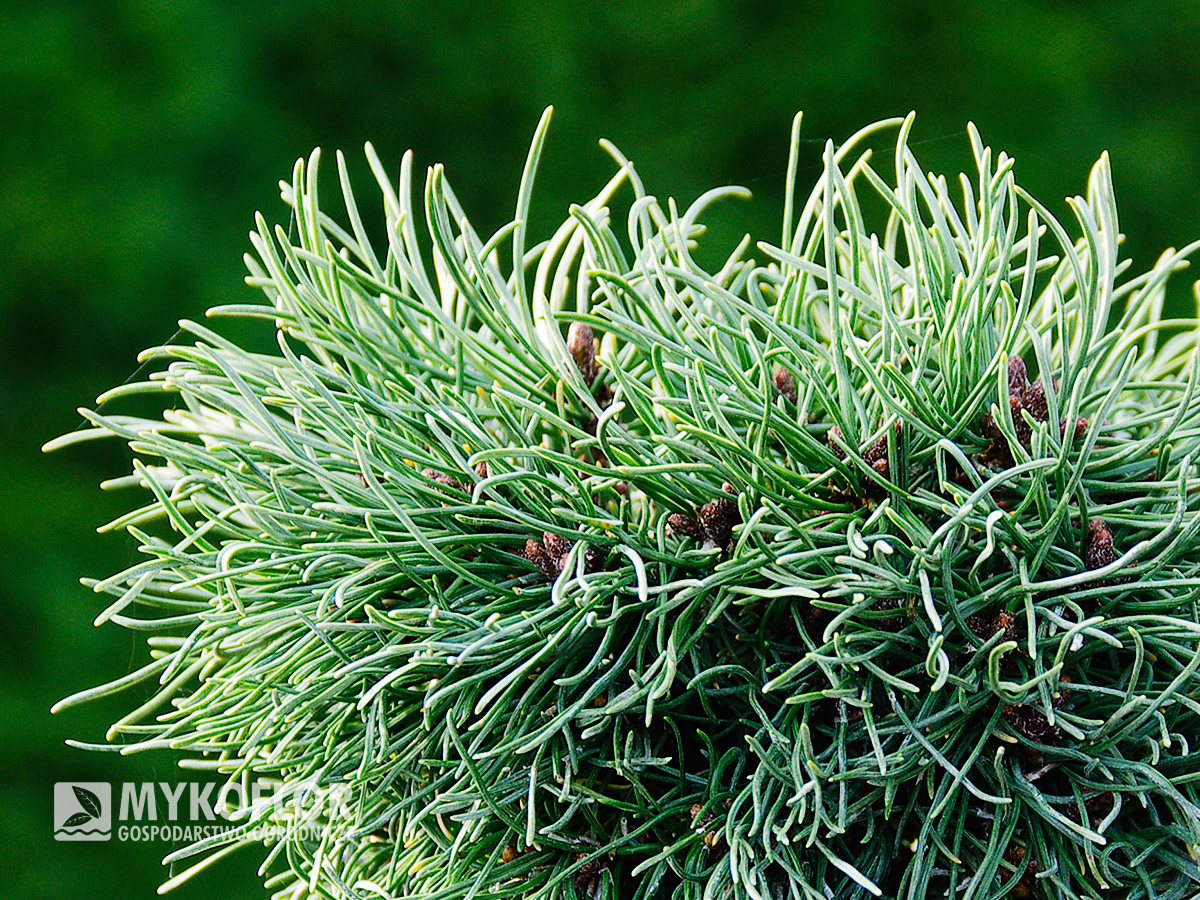 Pinus mugo subsp. uncinata Romulus (San Sebastian 706) – zbliżenie igły