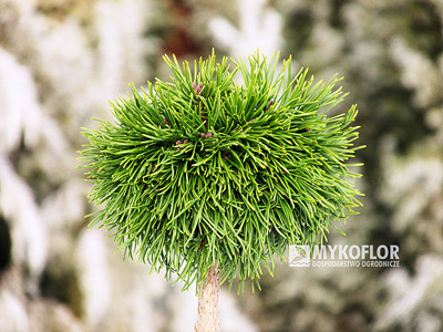 Pinus mugo subsp. uncinata Romulus (San Sebastian 706) – roślina zaszczepiona na niewysokim pieńku