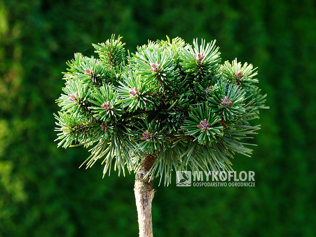 Pinus mugo subsp. uncinata Sioux