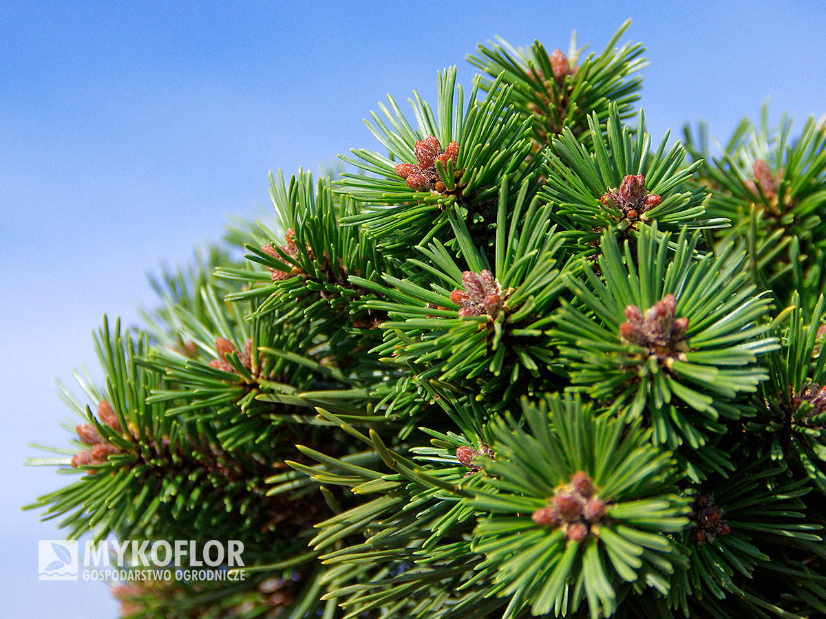 Pinus mugo subsp. uncinata Sioux – zbliżenie igły