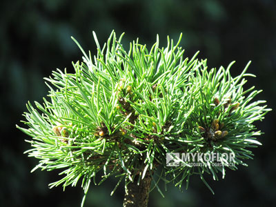 Pinus mugo subsp. uncinata Smrt’ák (San Sebastian 169) – przykładowy materiał oferowany do sprzedaży