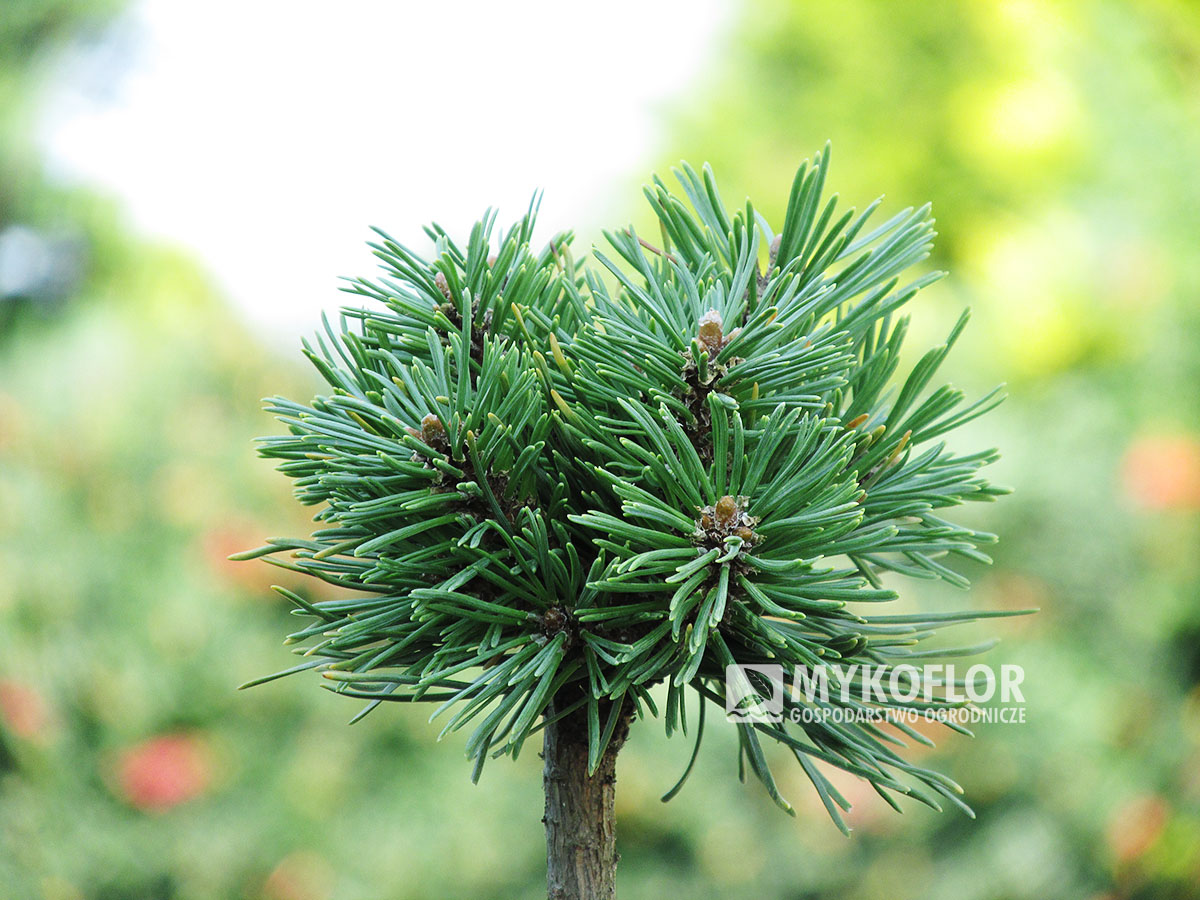 Pinus mugo subsp. uncinata Sporný (San Sebastian 407) – przykładowy materiał oferowany do sprzedaży