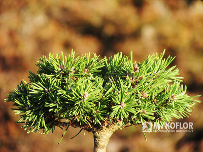 Pinus mugo subsp. uncinata Svĕtlana (San Sebastian 495)