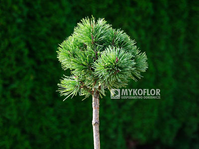 Pinus mugo subsp. uncinata Tvrd’ák (San Sebastian 109)