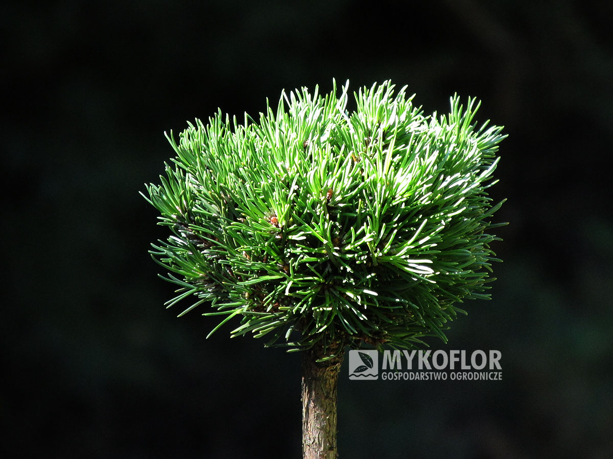 Pinus mugo subsp. uncinata Vlasta (San Sebastian 785) – przykładowy materiał oferowany do sprzedaży
