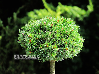 Pinus mugo Tyler – roślina zaszczepiona na niewysokim pieńku