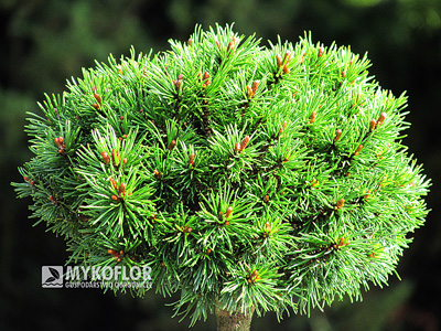 Pinus mugo Tyler