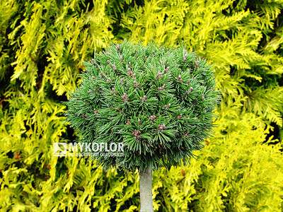 Pinus mugo Tyler – roślina zaszczepiona na niewysokim pieńku