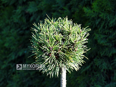Pinus mugo (uncinata) Bochánek – materiał oferowany do sprzedaży
