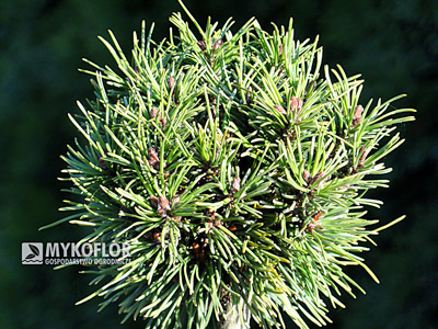 Pinus mugo (uncinata) Bochanek - zbliżenie