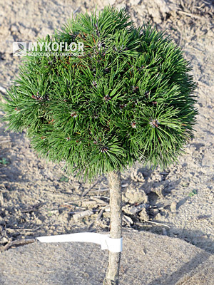 Pinus mugo Glüss H.B. – roślina 6 letnia zaszczepiona na pieńku wysokości 40 cm