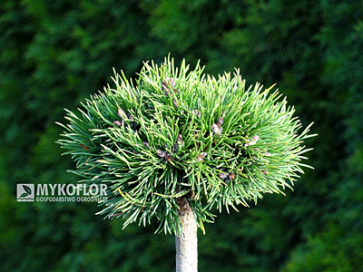 Pinus mugo (uncinata) Grune Welle. Materiał oferowany do sprzedaży
