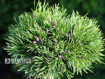 Pinus mugo (uncinata) Grune Welle - zbliżenie