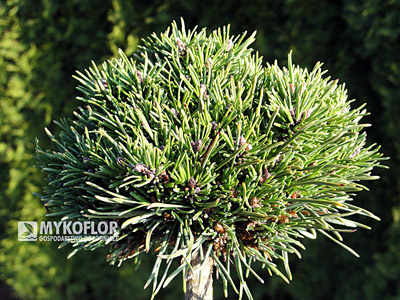  Pinus mugo Ježek - materiał oferowany do sprzedaży