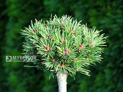 Pinus mugo (uncinata) Kostelniček. Materiał oferowany do sprzedaży