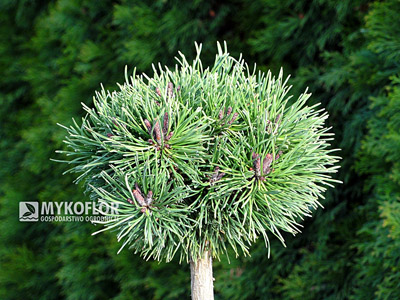 Pinus mugo (uncinata) Litomyšl – materiał oferowany do sprzedaży