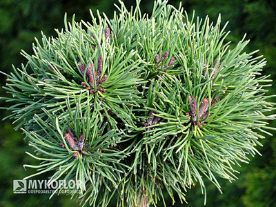 Pinus mugo (uncinata) Litomyšl - zbliżenie