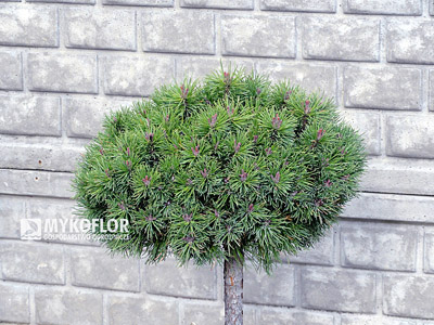 Pinus mugo (uncinata) Litomyšl – materiał oferowany do sprzedaży