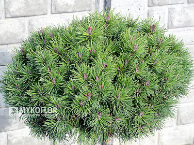 Pinus mugo (uncinata) Litomyšl - zbliżnie
