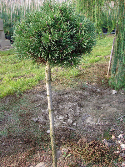 Pinus mugo (uncinata) Nana. Roślina 10-cio letnia