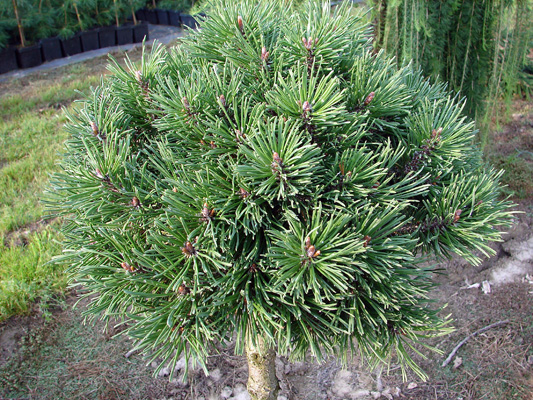 Pinus mugo (uncinata) Nana. Sosna szczepiona (kulista) Nana, zbliżenie