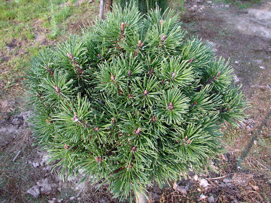 Pinus mugo (uncinata) Nana. Sosna szczepiona (kulista) Nana, zbliżenie