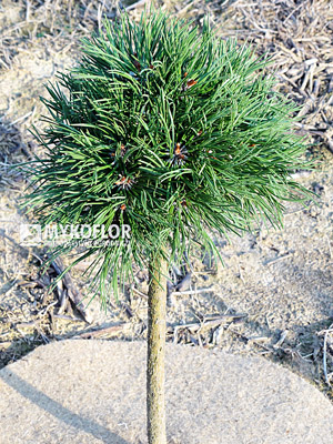 Pinus mugo (uncinata) Oaza - 5 letnia roślina zaszczepiona na niewysokim pieńku