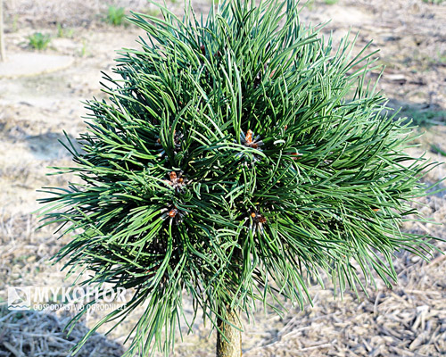  Pinus mugo (uncinata) Oaza - zbliżenie