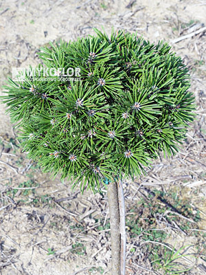 Pinus mugo Pavlinka – roślina 6 letnia zaszczepiona na wysokości 40 cm