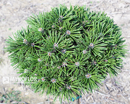Pinus mugo (uncinata) Pavlinka - Sosna kosodrzewina Pavlinka – zbliżenie