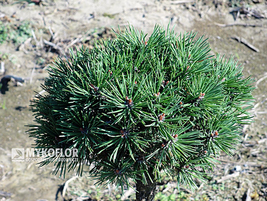  Pinus mugo Radka – 6 letnia roślina rosnąca w gruncie