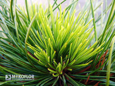Pinus mugo Varella - charakterystyczne „pędzelki” na końcach pędów