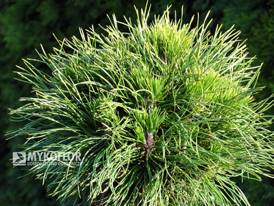 Pinus mugo Varella. Zbliżenie