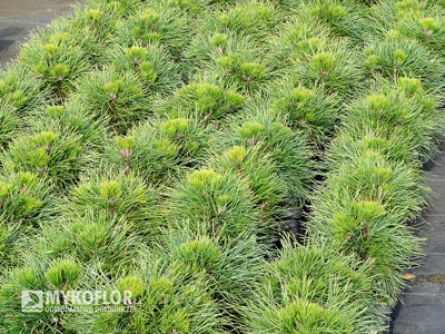 Pinus mugo Varella – materiał oferowany do sprzedaży