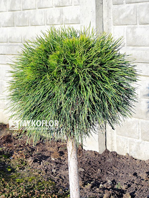 Pinus mugo Varella - 7 letnia roślina zaszczepiona na wysokości 40 cm