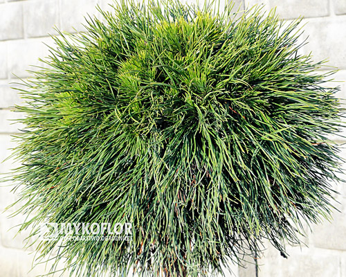  Pinus mugo Varella - zbliżenie