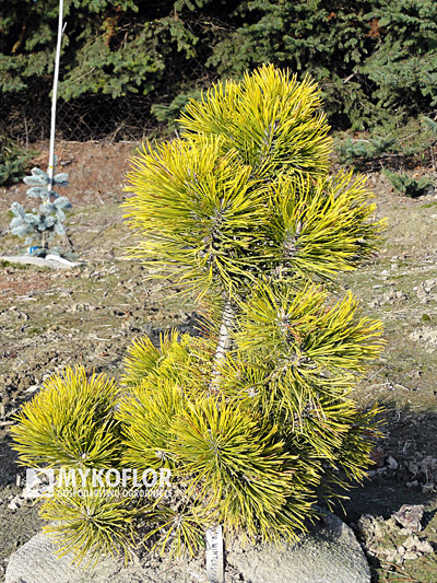 Pinus mugo Wintersonne – 7 letnia roślina rosnąca w gruncie, zdjęcie zrobiono w listopadzie