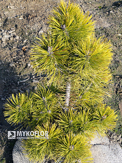 Sosna kosodrzewina Wintersonne – 7 letnia roślina rosnąca w gruncie, zdjęcie zrobiono w listopadzie