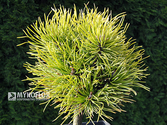  Pinus mugo Wintersonne – materiał oferowany do sprzedaży, zdjęcie zrobiono w listopadzie