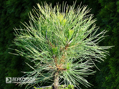 Pinus nigra Spielberg – materiał oferowany do sprzedaży