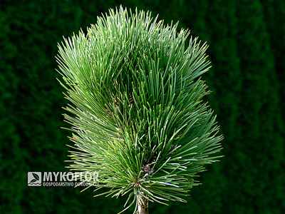 Pinus nigra Bílá Lhota – roślina zaszczepiona na pniu