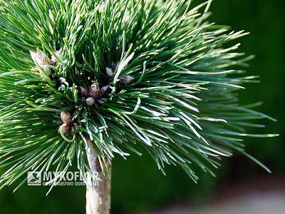 Pinus nigra Birte – zbliżenie igły i pąków
