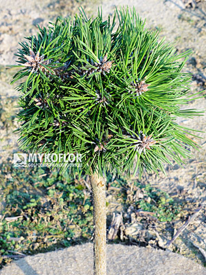  Pinus nigra Bobo – roślina rosnąca w gruncie