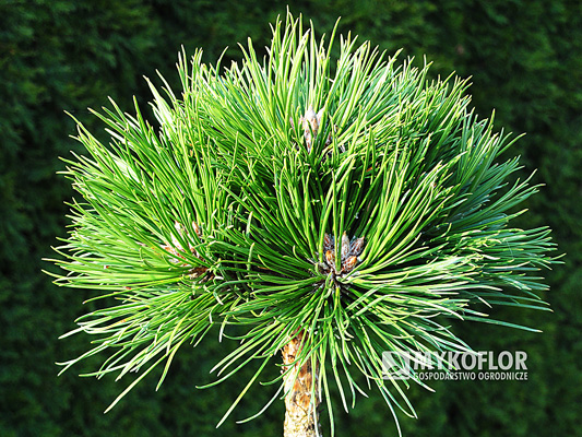Pinus nigra De Gaulle