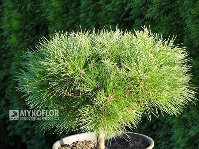Pinus nigra Globosa – materiał oferowany do sprzedaży