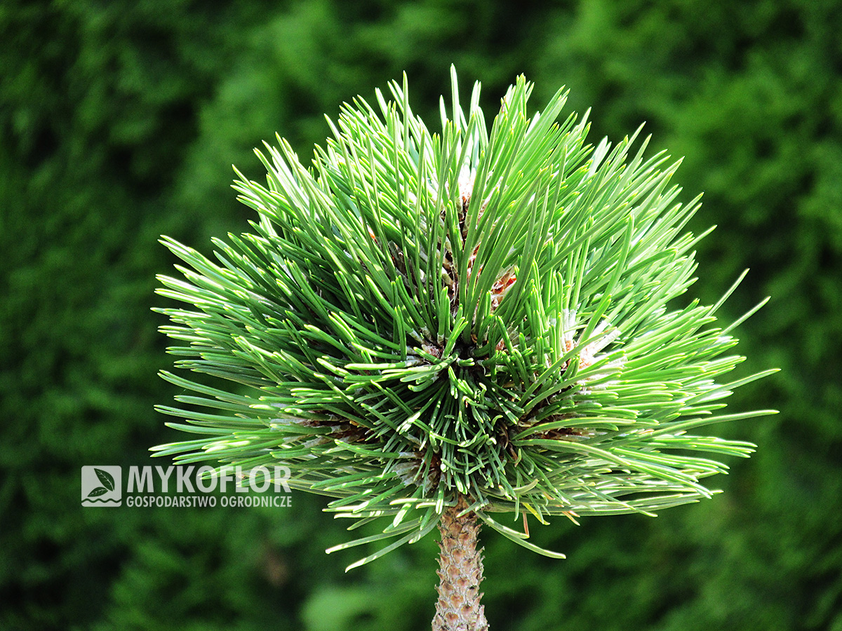 Pinus nigra Hubert – roślina zaszczepiona na pniu