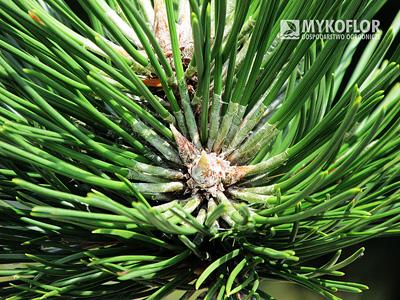 Pinus nigra Hubert – zbliżenie igieł