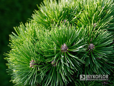Pinus nigra Lucia – zbliżenie igieł