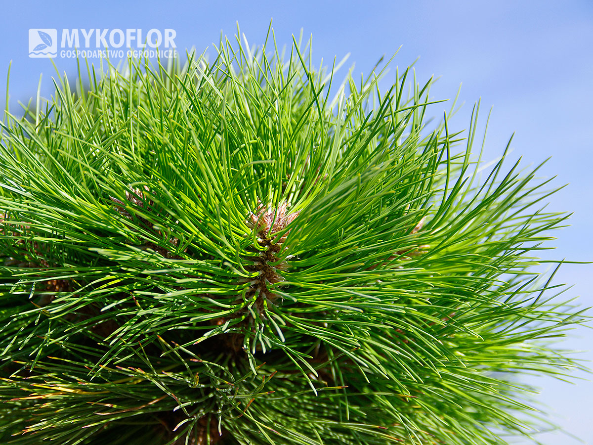 Pinus nigra Maria – zbliżenie igieł